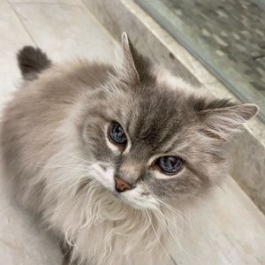 Meet your Posher, Abi